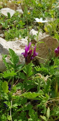 Astragalus callichrous
