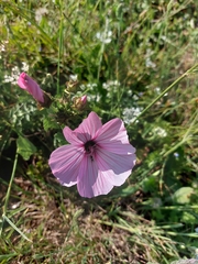 Malva trimestris