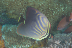 Chaetodon baronessa