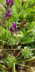 Astragalus callichrous