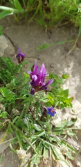 Astragalus callichrous