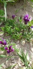 Astragalus callichrous