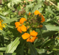 Erysimum × marshallii