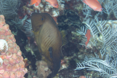 Amanses scopas