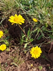 Coleostephus myconis