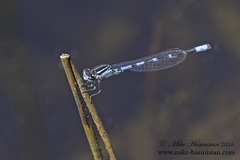 Enallagma recurvatum