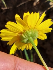 Coleostephus myconis