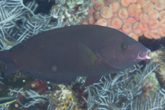 Anampses geographicus