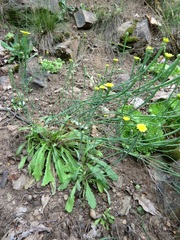 Arnoseris minima