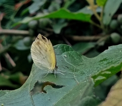 Lepidoptera