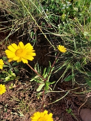 Coleostephus myconis