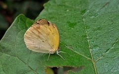 Lepidoptera