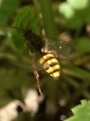 Nomada lathburiana