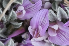 Astragalus tridactylicus