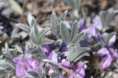 Astragalus tridactylicus