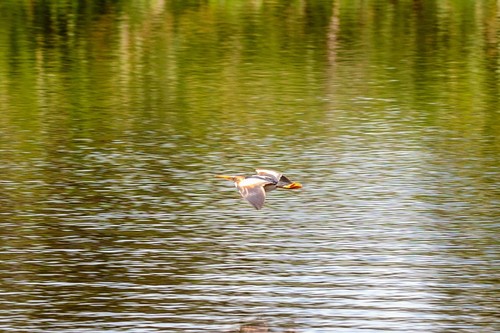 Ixobrychus exilis image