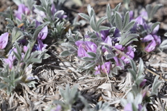 Astragalus tridactylicus