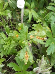 Puccinia ustalis