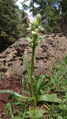 Dactylorhiza insularis