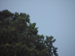 Psittacara holochlorus