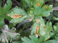 Puccinia ustalis