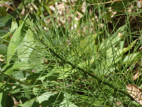 iNaturalist observation photo of great horsetail