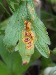 Puccinia ustalis