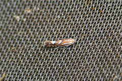 Phyllonorycter blancardella
