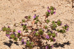 Navarretia