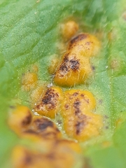 Puccinia ustalis