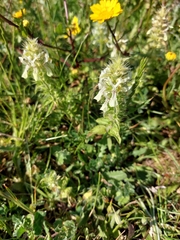 Stachys ocymastrum