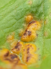 Puccinia ustalis