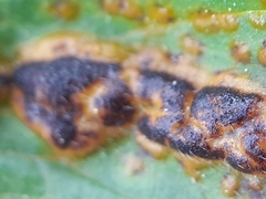 Puccinia ustalis