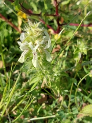 Stachys ocymastrum