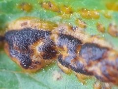 Puccinia ustalis