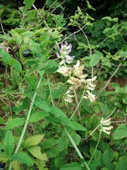 Vicia dumetorum