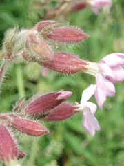 Silene × hampeana