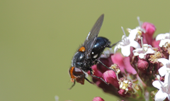 Copestylum rufoscutellare