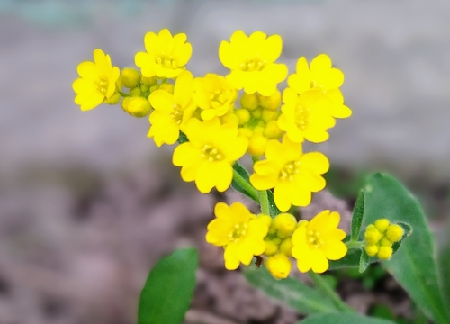 Aurinia saxatilis iNat (2)