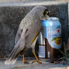 Noisy Miner