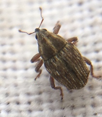 Trichosirocalus troglodytes