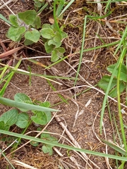 Lasius