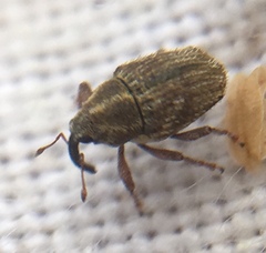 Trichosirocalus troglodytes