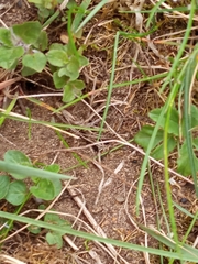 Lasius