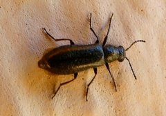 Hylodanacaea