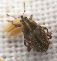 Trichosirocalus troglodytes