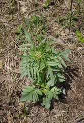 Valeriana rossica