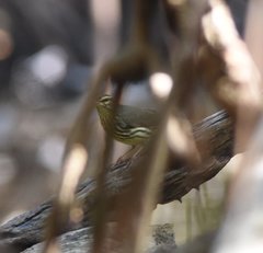 Parkesia noveboracensis image