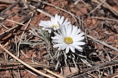 Townsendia hookeri