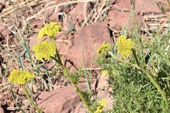 Harbouria trachypleura